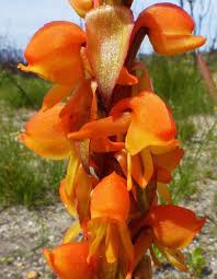 Image result for Satyrium compactum