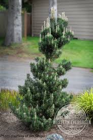 Image result for Pinus