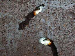 ノコギリクワガタ 卵