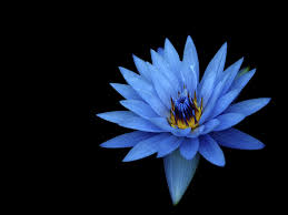 Maybe you would like to learn more about one of these? Dark Blue Flowers 2048x1536 Wallpaper Teahub Io