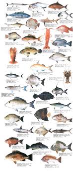 Seafoodexp List1 Jpg 483 1124 Sea Animals List Of Animals Sea Fish