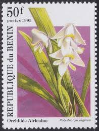 Image result for Polystachya virginea