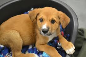 From baths to nail trims to haircuts more information available at checkout. Dallas Animal Services And Adoption Center Petfinder 20th Anniversary Grant Report Petfinder Foundation
