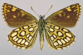 Image result for Heteropterus morpheus