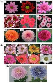 Ijms Free Full Text Anthocyanins In Floral Colors Biosynthesis And Regulation In Chrysanthemum Flowers Html
