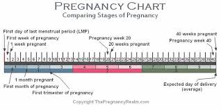 For 31 days in a month Stages Of Pregnancy Chart Weeks Months Trimesters
