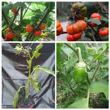 Image result for Solanum aethiopicum