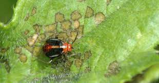 Pin On Insects