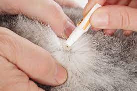 Quel Antipuce Choisir Pour Un Chaton De Deux Mois