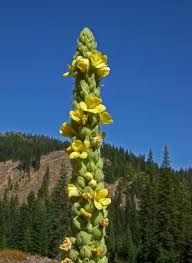 Image result for Verbascum scrophulariifolium