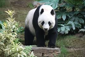 Giant Panda Wikipedia