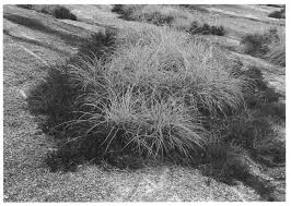 Image result for Crepidorhopalon rupestris