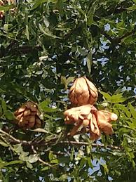 Image result for Swietenia