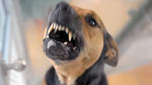 Gerade hunde und katzen sind gewohnheitstiere und deshalb kann ihr rhythmus durch die. Medlingen Freilaufende Hunde Verbreiten Angst In Medlingen Donauzeitung