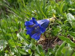 Image result for Swertia welwitschii