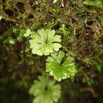 Image result for Hymenophyllum sibthorpioides