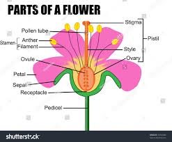 Diagram Of A Flower With Labels World Of Reference