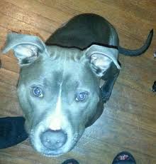 pov stormy animals dogs my boys