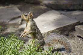 Outside My Window Fox Squirrel Fox Squirrel Squirrel Animals