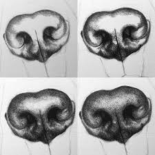 We did not find results for: Made A Little Description Of How I Draw A Dog S Nose Check It Out In My Story Animalportrait P Dog Portrait Drawing Dog Pencil Drawing Dog Sketch