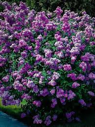 Emitting a powerful fragrance, the purple lilac makes an when digging a hole to plant the purple lilac make sure it can accomodate the roots without bending or breaking them. Bloomerang Dark Purple Lilacs For Sale Online The Tree Center