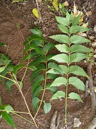 Image result for Azadirachta indica
