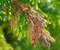 Image result for kabatina thujae