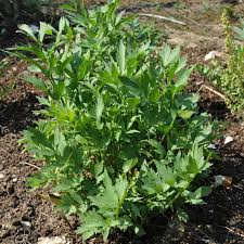 Maybe you would like to learn more about one of these? Lovage Plant Levisticum Officinale