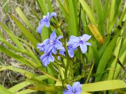 Check spelling or type a new query. Aristea Weedbusters