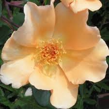 You can see how to get to flowers by rose on our website. All Rose Categories Trevor White Roses Old Rose Specialist