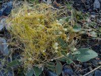 Image result for Cuscuta approximata