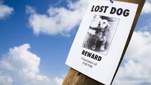 Helpful contact information for pet insurance. Microchip For National Lost Pet Prevention Month Petpartners Pet Insurance
