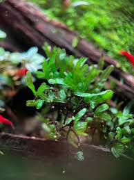 Image result for Crepidomanes fallax