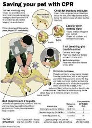 Pin By Shannon Hoffman Nelson On Disaster Prepping Pets Pet Care Your Pet