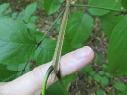 Image result for Eschenbachia gouanii