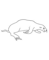 The harbor seal, northern fur seal, california sea lion, steller sea lion and northern what color is the seal? 40 Seal Coloring Pages Ideas Coloring Pages Online Coloring Coloring Pictures