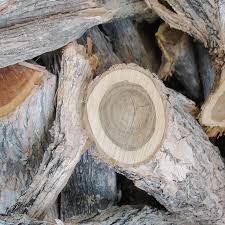 Image result for Brachylaena huillensis