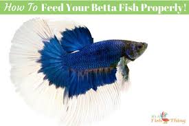 What Do Betta Fish Eat A Guide To Feeding Betta Fish Betta Fish Betta Fish
