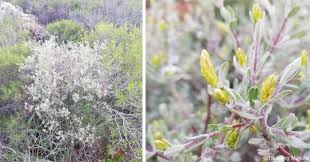 Image result for Pteronia acuminata