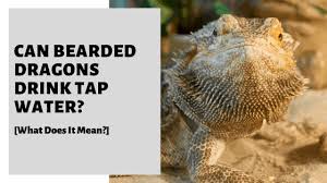Bearded dragons are known to live up to 15 and sometimes 18 years. Can Bearded Dragons Drink Tap Water Is It Safe For Them