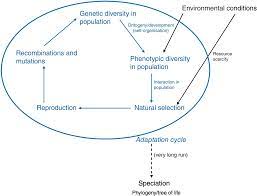 Explains how organisms in a population develop traits that allow them to survive what caused the deer mice to be so well adapted to their unique environments? Evolutionary Biology Part Ii Human Evolution Beyond Biology And Culture