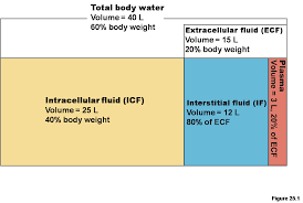 Tbw Weight Chart Healthy Weight And Bmi Calculator