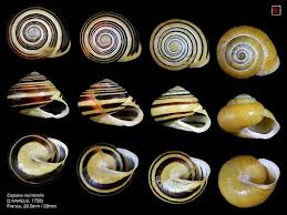 I caught tons of these snails as a kid in europe, and they can conveniently be found here in. Cepaea Nemoralis France Planche Sea Shells Shells Ammonite