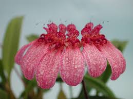 Image result for Bulbophyllum burttii