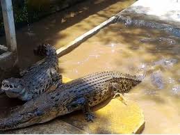 Maybe you would like to learn more about one of these? Repotnya Pawang Jelang Musim Buaya Kawin Regional Liputan6 Com
