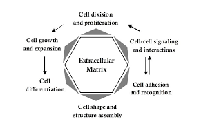 The cell wall needs to be modified in order to maintain the turgor pressure. Biological Activities Modulated By The Extracellular Matrix Of Plant Download Scientific Diagram