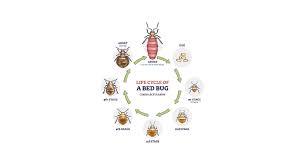 Image result for bed bugs eggs