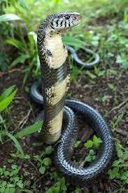 African Forest Cobra Flickr Photo Sharing Snake Reptiles And Amphibians Beautiful Snakes