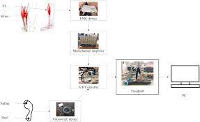 Should the wearer fall or need assistance, pressing the lively will connect the. Walking Gait Event Detection Based On Electromyography Signals Using Artificial Neural Network Sciencedirect