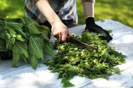 Nella ricetta del risotto alle ortiche il brodo vegetale si ottiene frullando tutte le verdure utilizzate per farlo: Ortica Ricette Come Usarla In Cucina E Come Conservarla Greenme